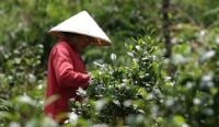 Laotian coffee prepares to obtain geographical indication